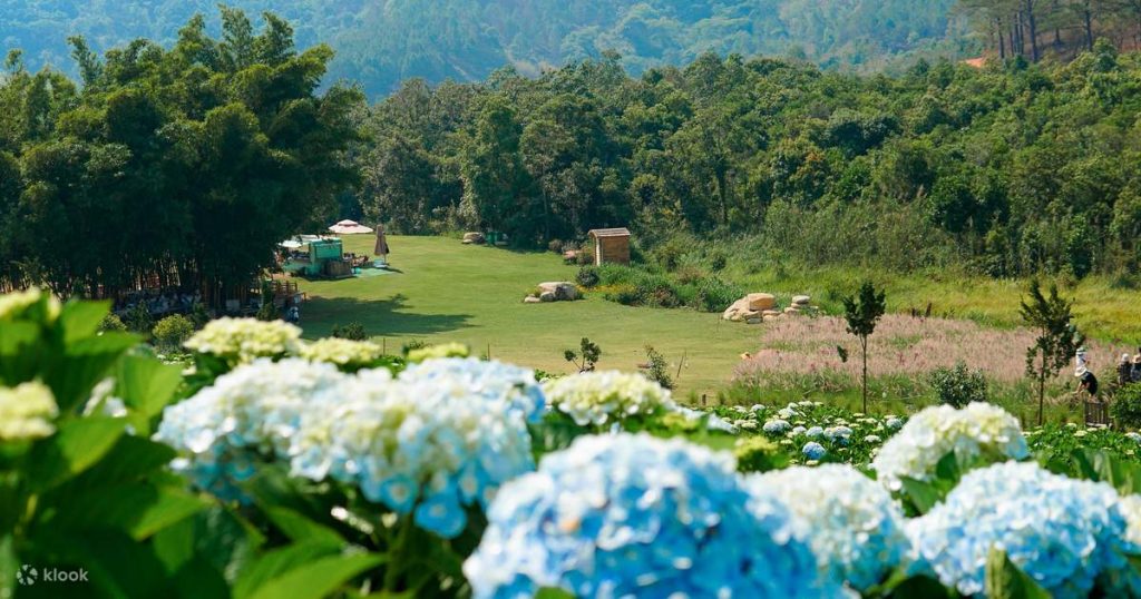 Ve Hoa Trong Rung o Da Lat