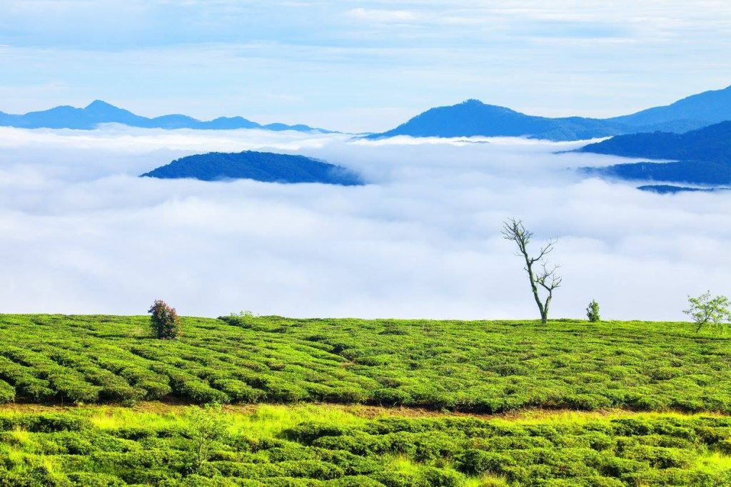 doi che cau dat dia diem san may o da lat 1